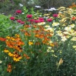 cropped-garden-flowers.jpg